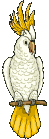 cockatoo gif